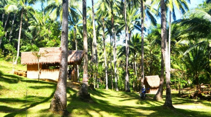 3 Bucari Pine Forest