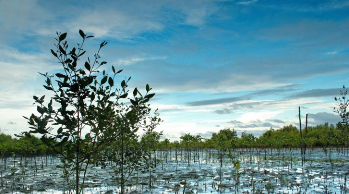 4 Bucari Pine Forest
