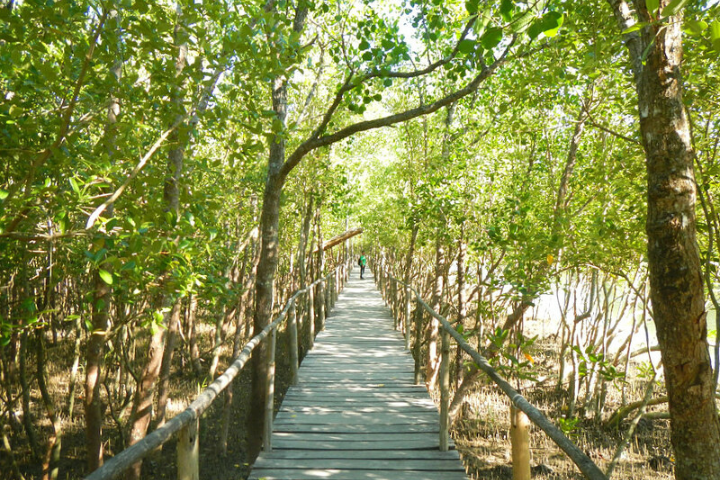 Bakhawan Eco Park (3) Bakhawan Eco Park